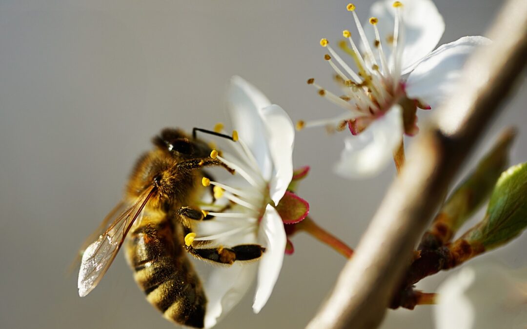 Hilfe über den Weltbienentag hinaus.