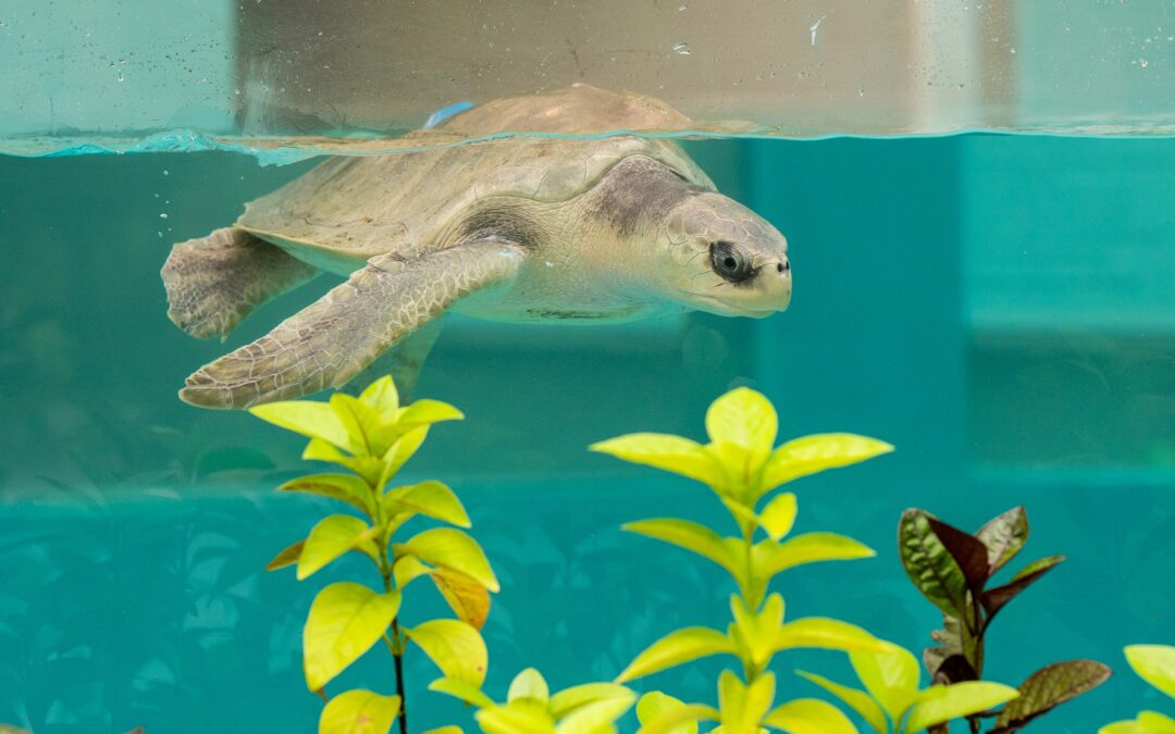 Malediven-Rehazentrum für Schildkröten.