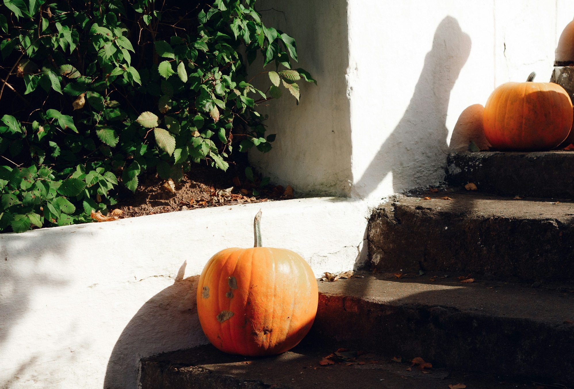 alexander-lunyov-d4Y62d-bKvE-unsplash