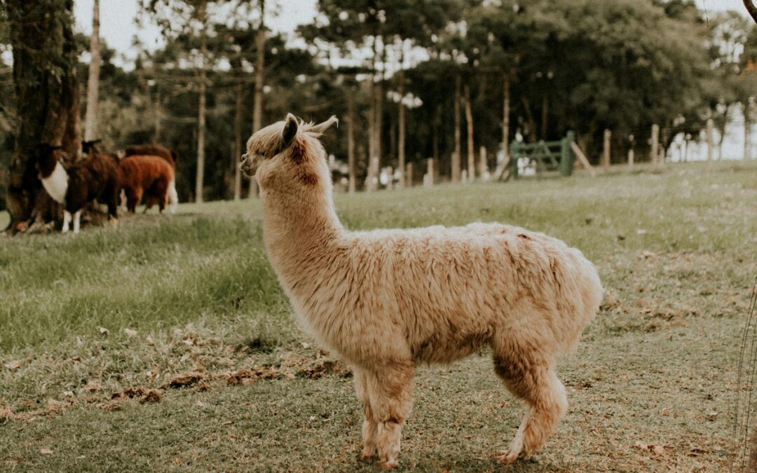 Mallorca-Wandern im Herbstlicht.